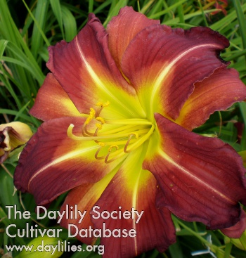 Daylily More than Four